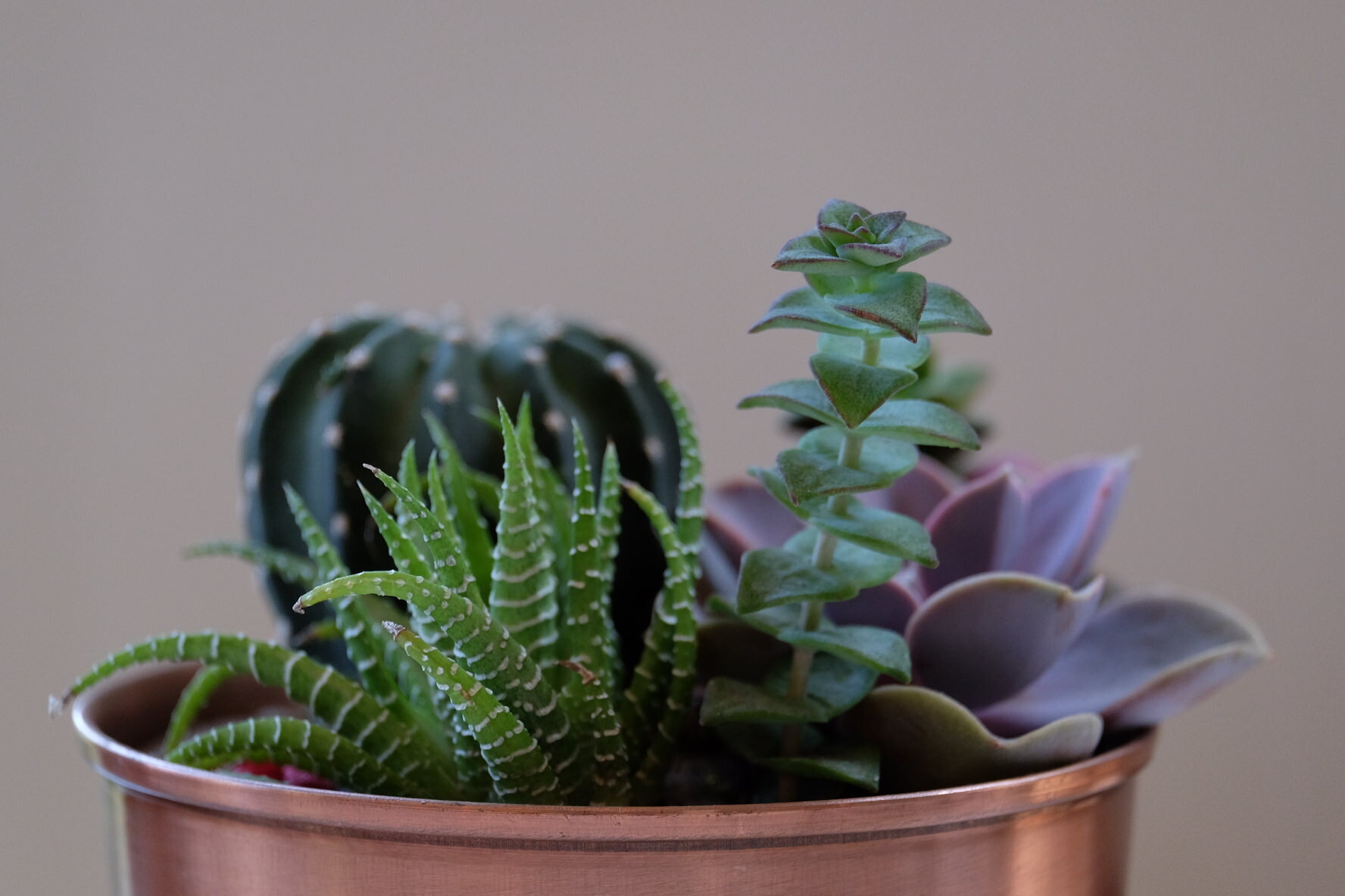 Copper And Plants For The Home - The 'Hygge' Trend