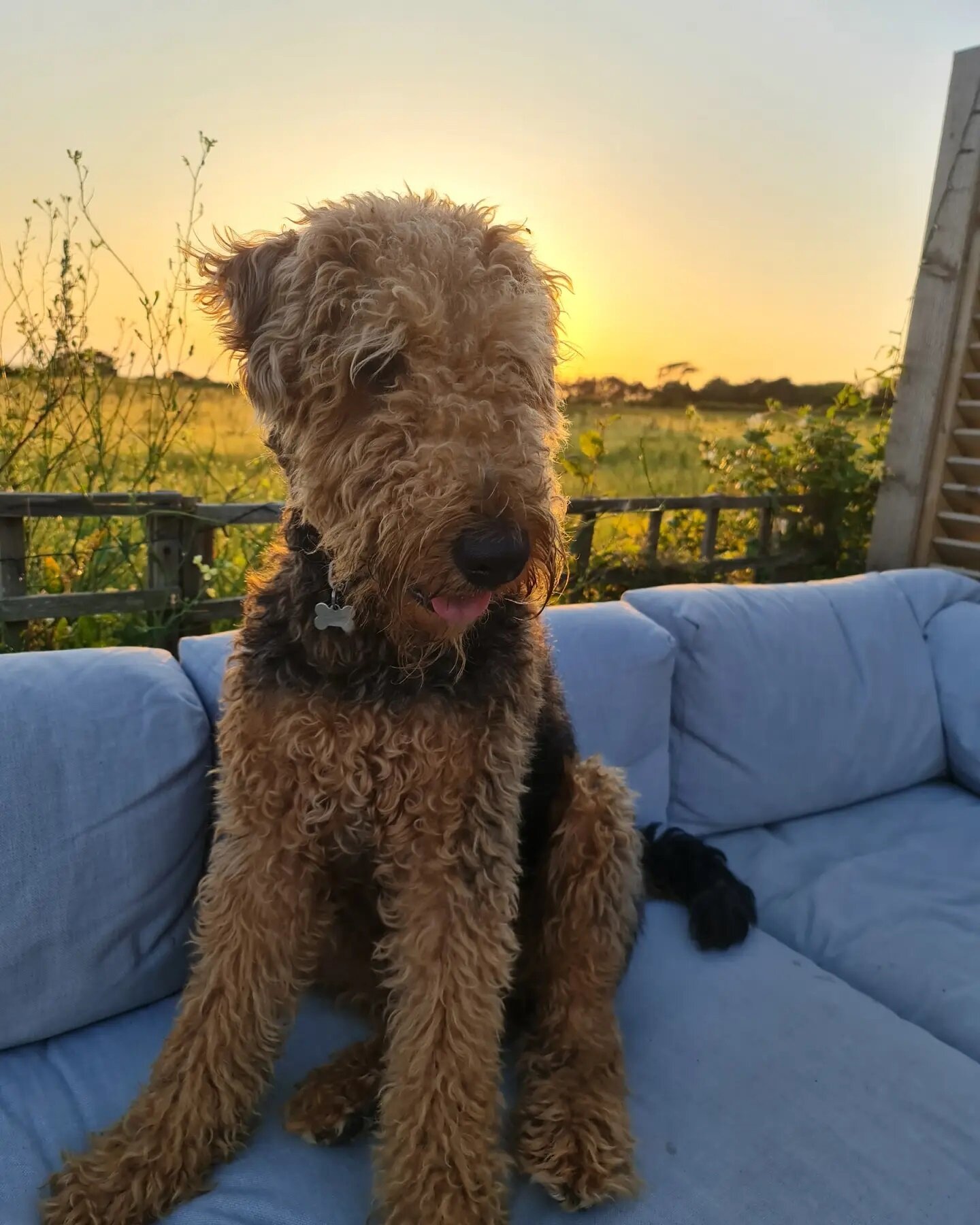 Happy #internationaldogday to the boss of the house. Photo taken earlier in the summer before he was taken to the groomers. Personally I love his messy teddy bear look. Anyway he's been milking his day. Demanding belly rubs, treats, tooth brushing and fur brushing and I woke up from a nap to find him snoring away next to me. Who am I kidding? This is pretty much what his day looks like on the daily. It's a dog's life.💕
#airedaleterrier #airedalesofinstagram #airedalepuppy #airedalecommunity
