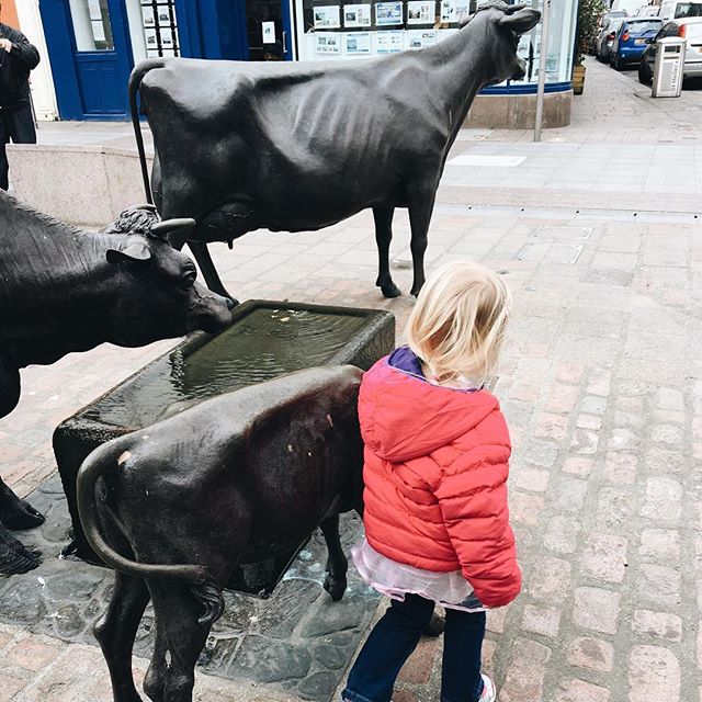 Admiring the Jersey cows on the way to our appointment #jersey #jerseyci #jerseycows #blogger #blog